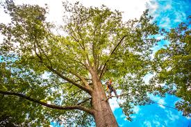 Best Tree Mulching  in Carnot Moon, PA