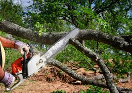 Best Storm Damage Tree Cleanup  in Carnot Moon, PA