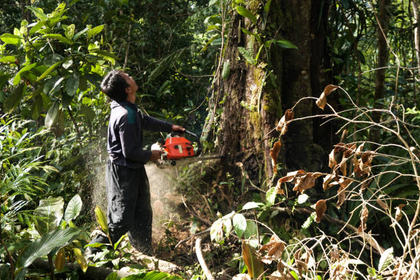 Best Root Management and Removal  in Carnot Moon, PA